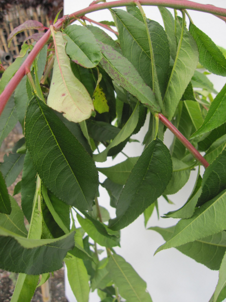 Hochstamm Zierpfirsich Melred Weeping CAC 4